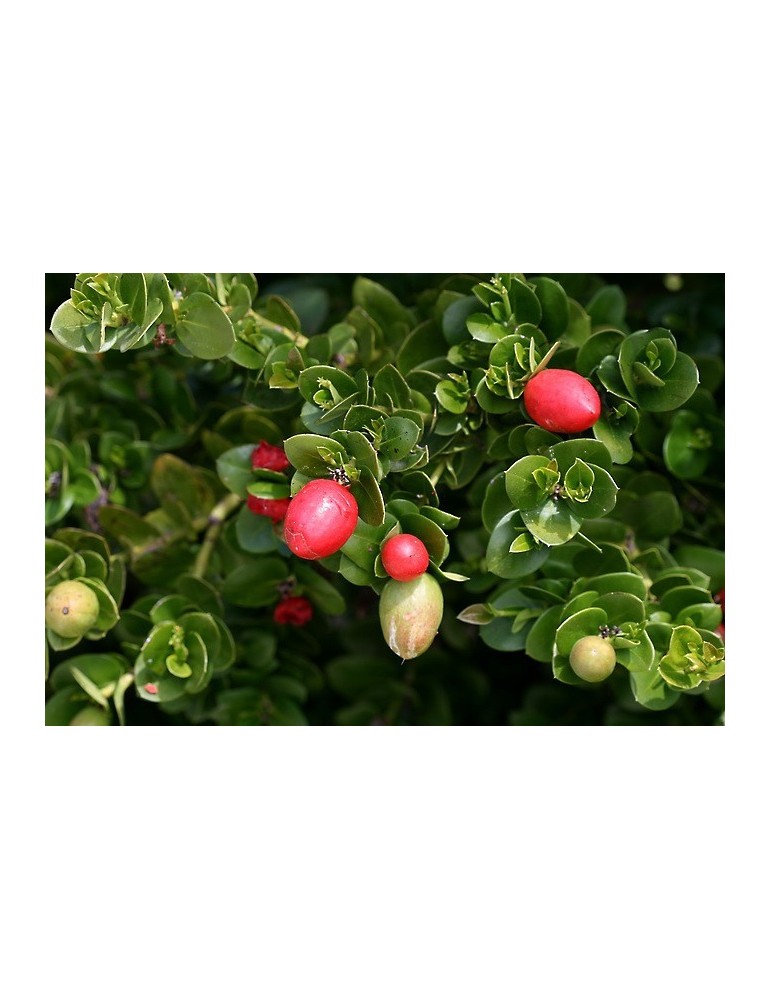 Carissa Macrocarpa C-14