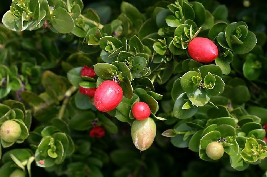 Carissa Macrocarpa C-14