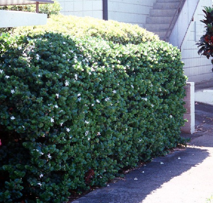 Carissa Macrocarpa C-14