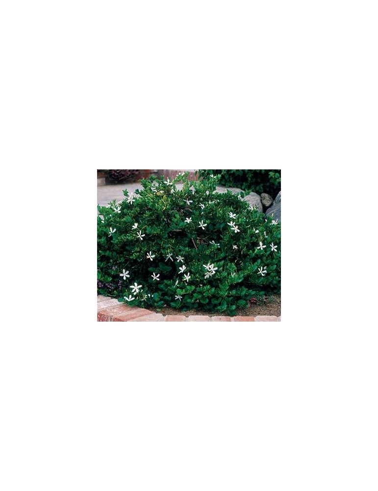 Carissa Macrocarpa C-14