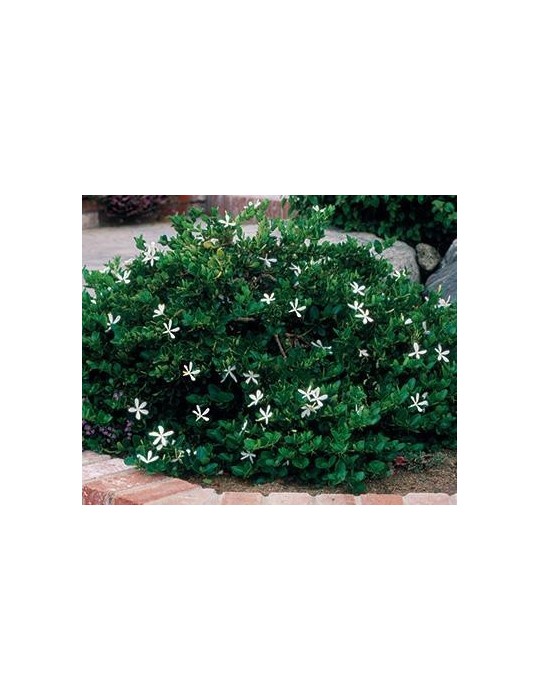 Carissa Macrocarpa C-14