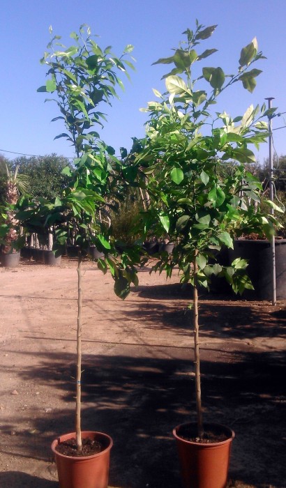 Naranjo amargo.Citrus Aurantium C-25