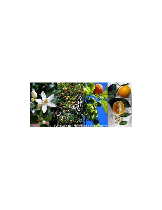 Naranjo amargo.Citrus Aurantium C-25