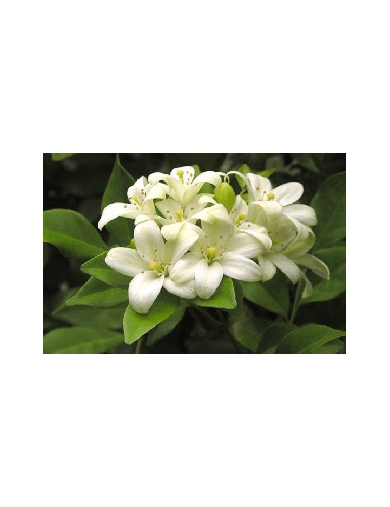 Naranjo amargo.Citrus Aurantium C-25