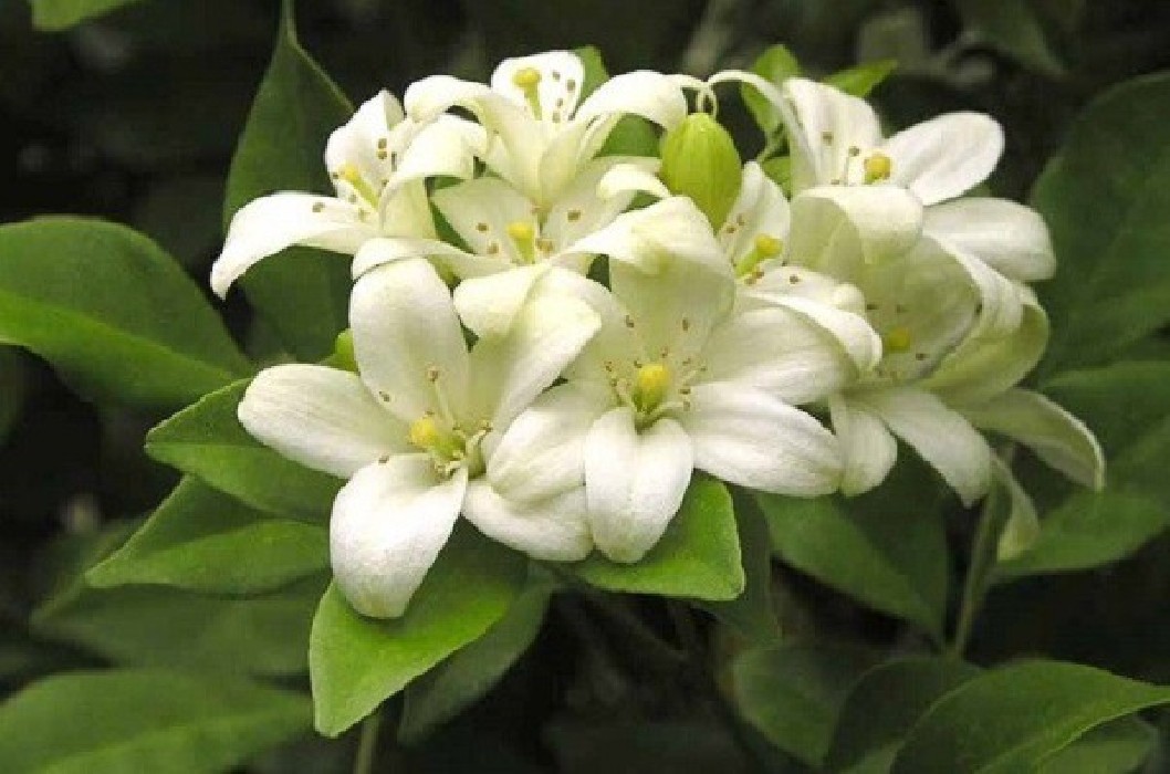 Naranjo amargo.Citrus Aurantium C-25