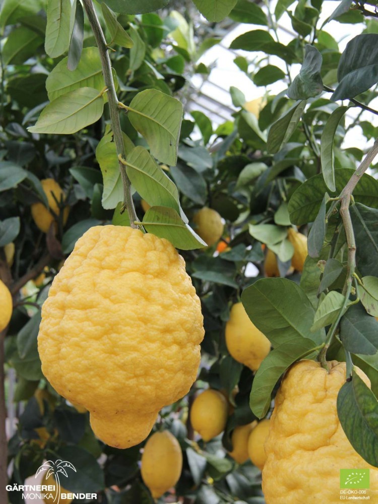 Cidra.Citrus Medica Maxima.C-25