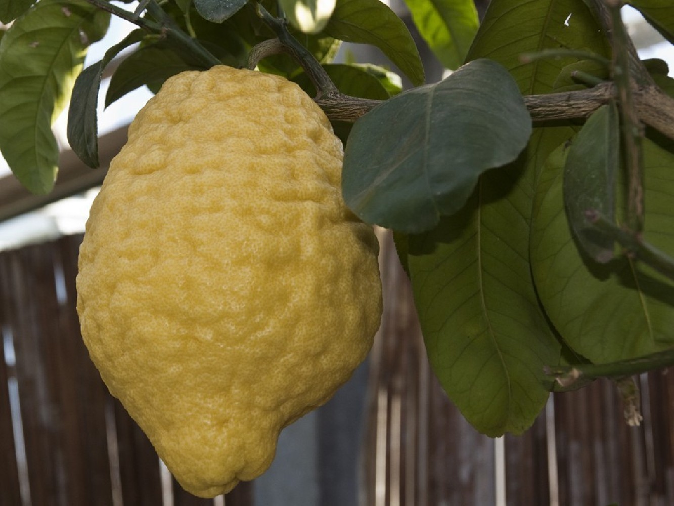 Cidra.Citrus Medica Maxima.C-25