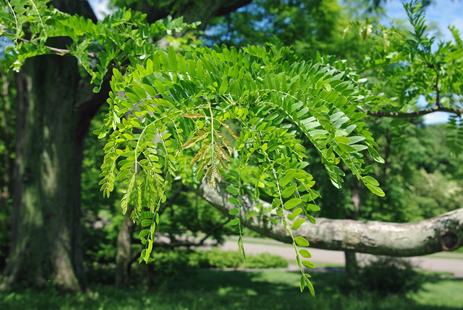 Gleditsia Triacanthos C-20