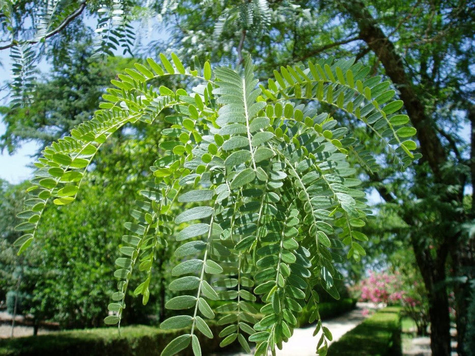 Gleditsia Triacanthos C-20