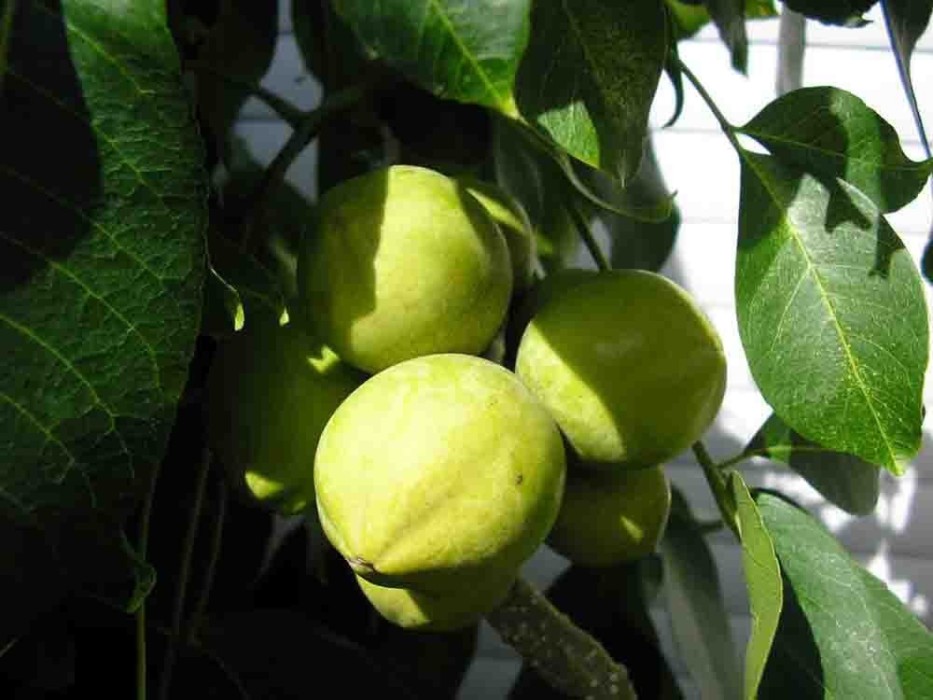 Guayabo Cattley.Psidium Catteianum C-12