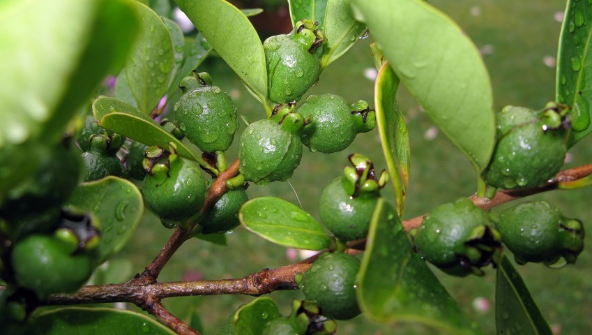 Guayabo Cattley.Psidium Catteianum C-12 2