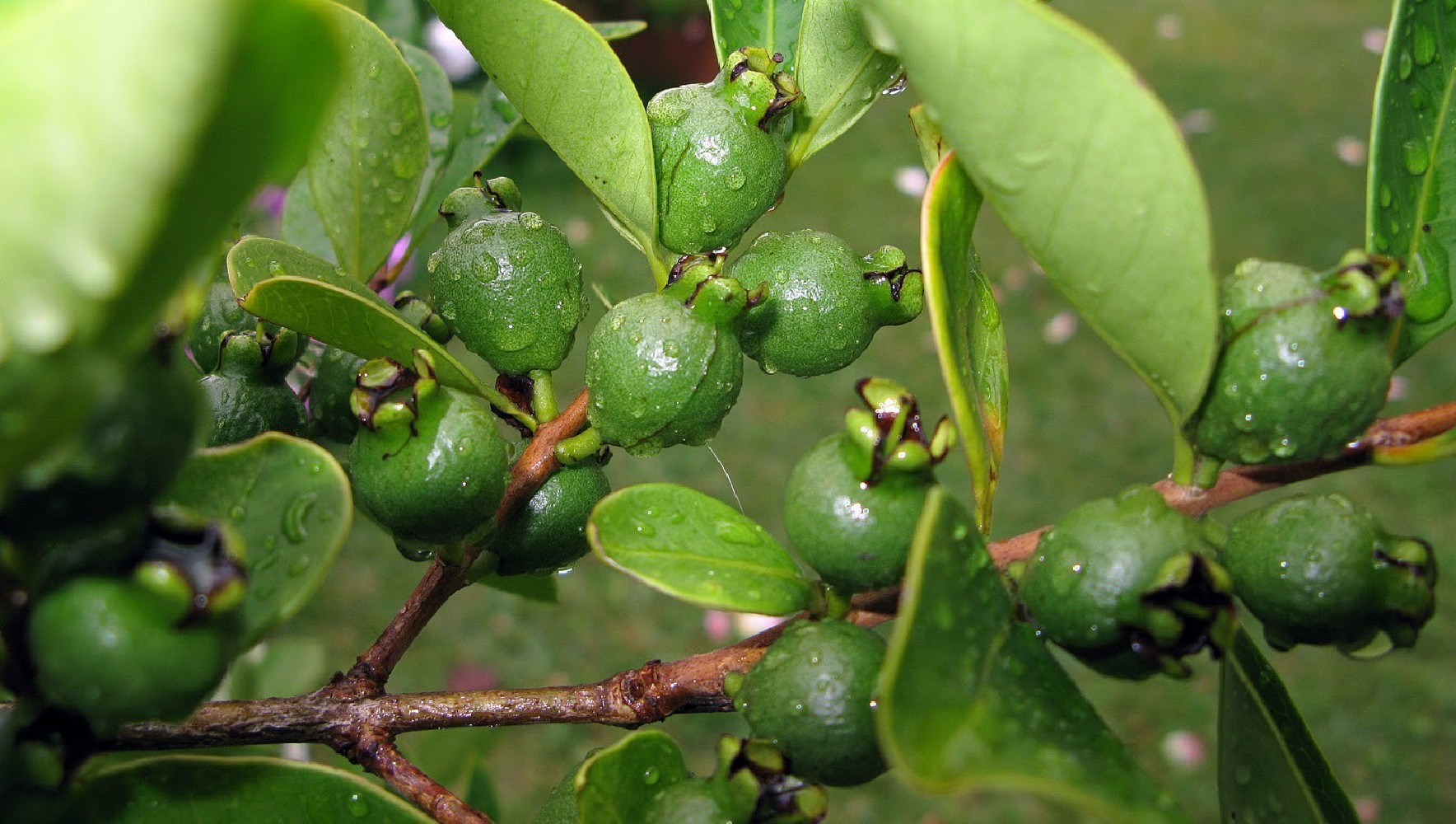 Guayabo Cattley.Psidium Catteianum C-12