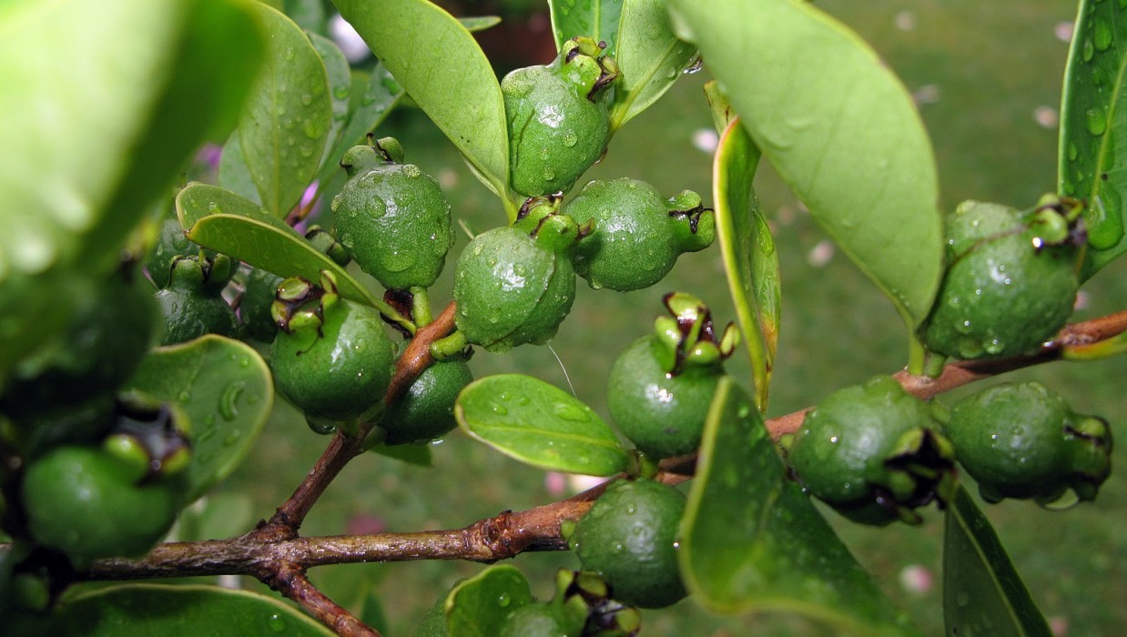 Guayabo Cattley.Psidium Catteianum C-12