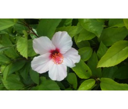 Hibiscus Rosa Chinensis Blanca C-17