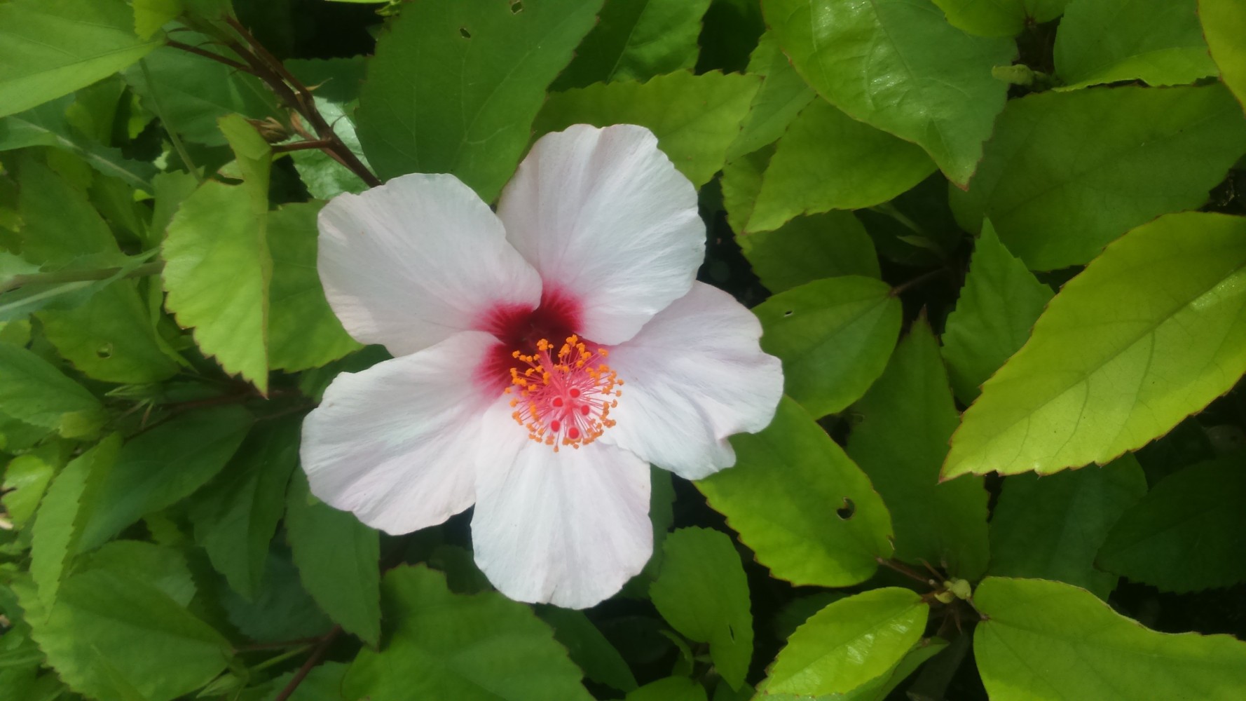Hibiscus Rosa Chinensis Blanca C-17