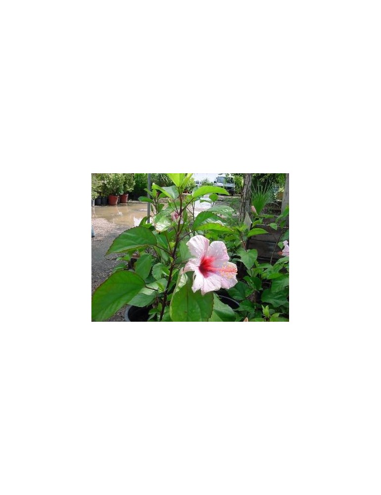 Hibiscus Rosa Chinensis Blanca C-17