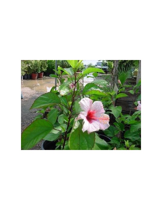 Hibiscus Rosa Chinensis Blanca C-17