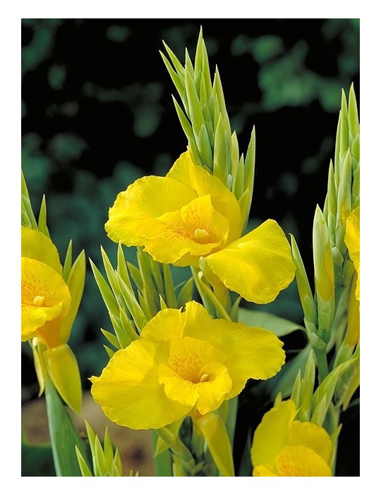 Canna Indica C-20 Amarilla