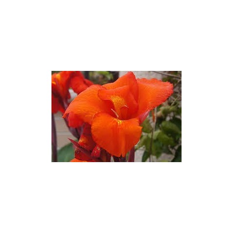 Canna Indica C-20 Amarilla 2