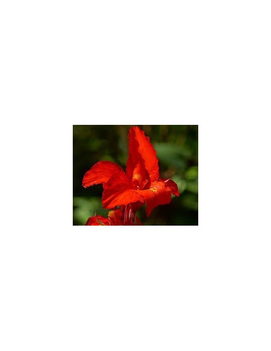 Canna Indica C-20 Amarilla