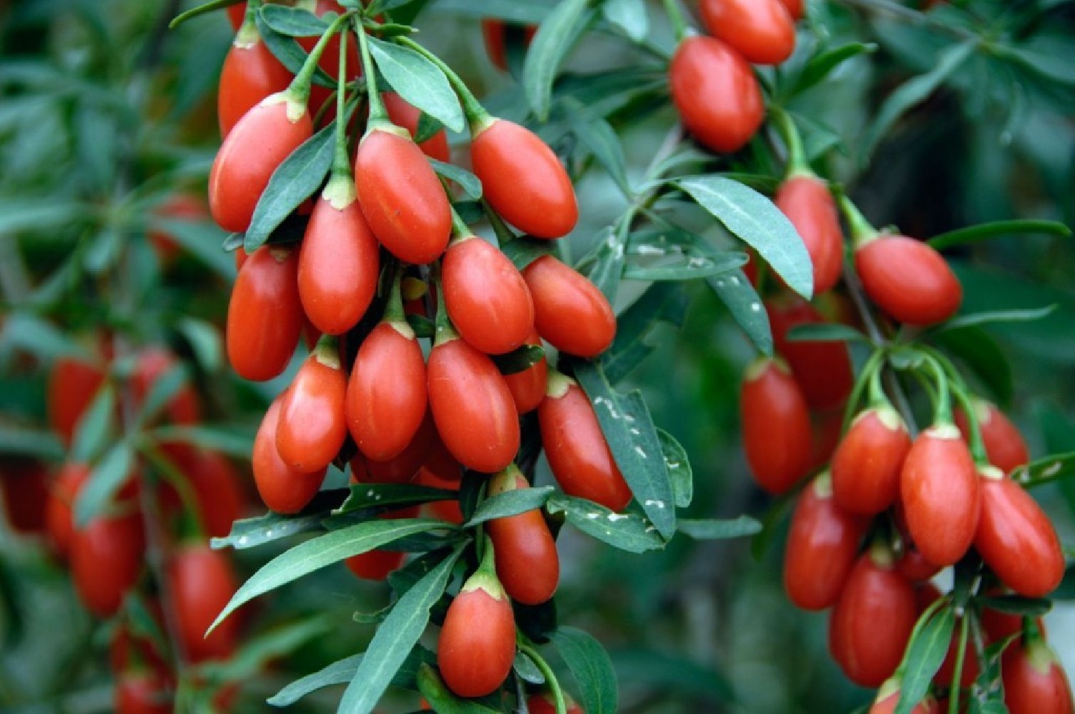 Goji-Lycium Barbarum C-14