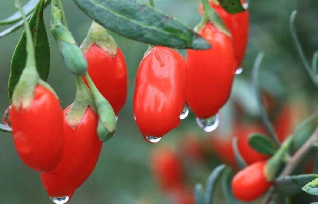 Goji-Lycium Barbarum C-14