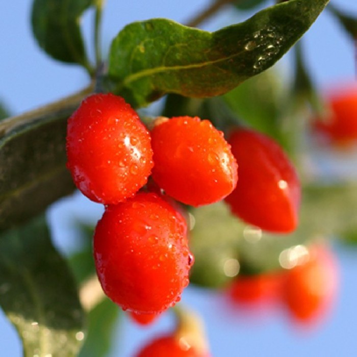 Goji-Lycium Barbarum C-14
