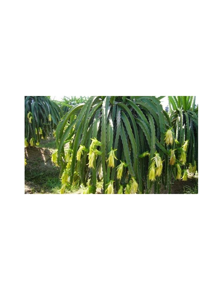 Pitaya.Pitahaya (Hylocereus undatus) C-14