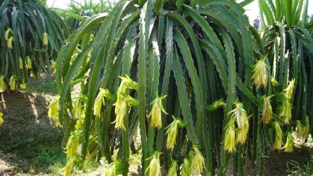 Pitaya.Pitahaya (Hylocereus undatus) C-14