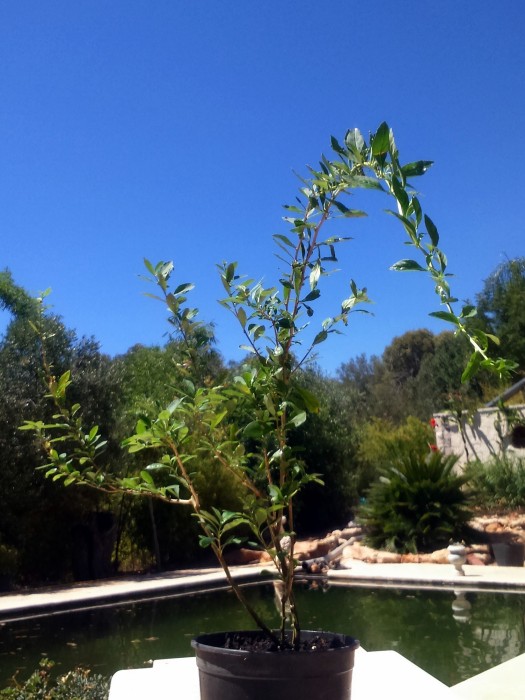 Goji-Lycium Barbarum C-14