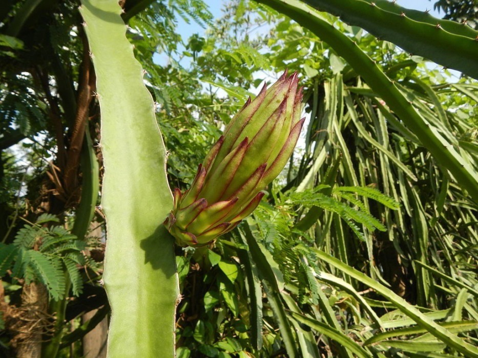 Pitaya.Pitahaya (Hylocereus undatus) C-14