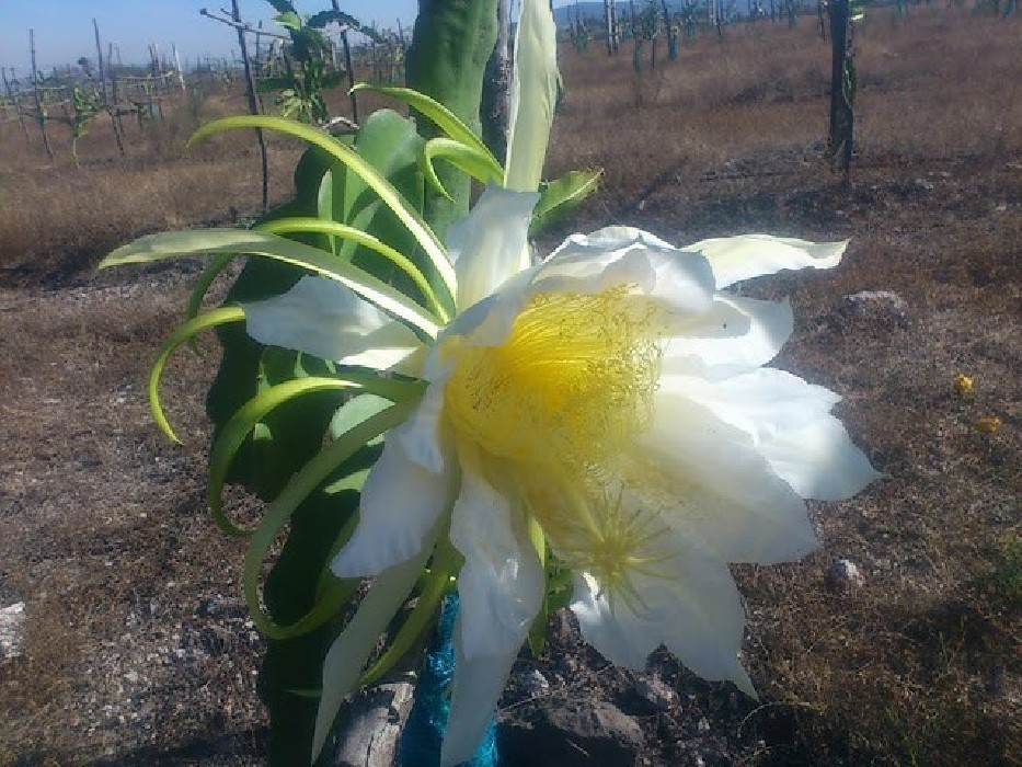 Pitaya.Pitahaya (Hylocereus undatus) C-14