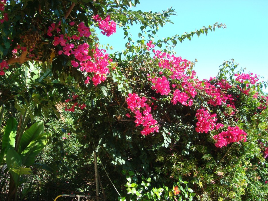 Bougambilia Sanderiana C-20