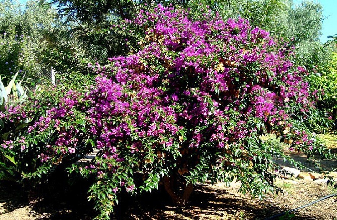 Bougambilia Sanderiana C-20