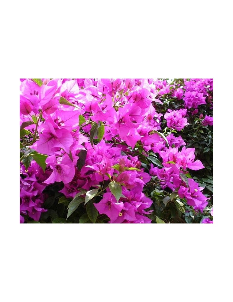 Bougambilia Sanderiana C-20