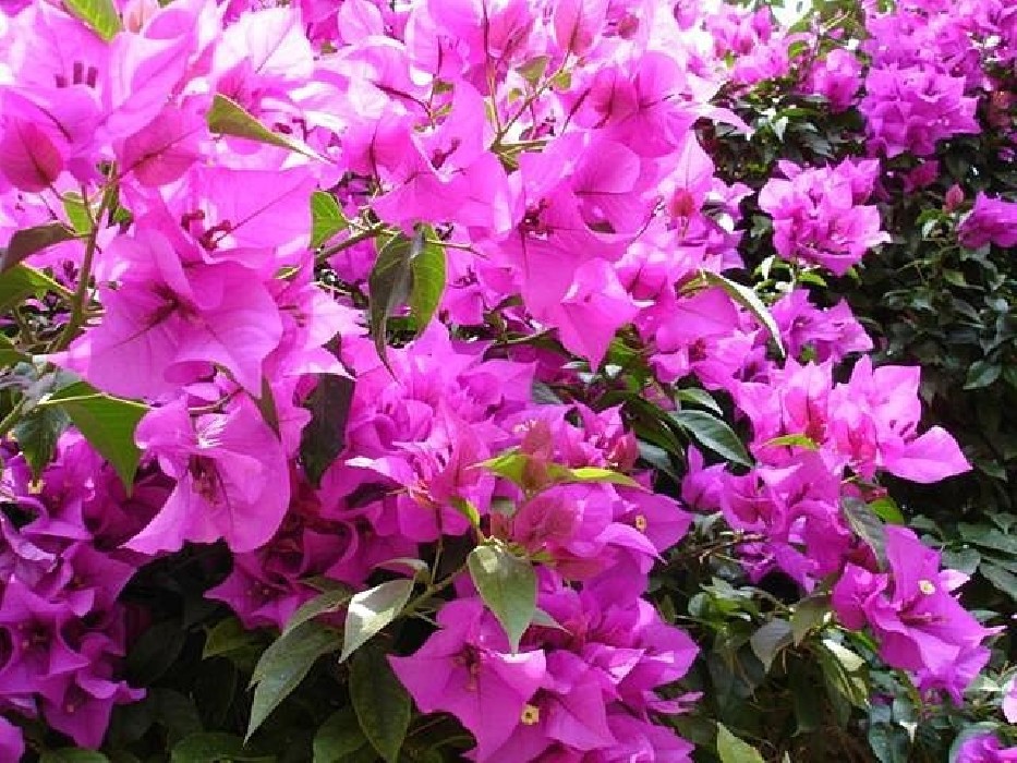 Bougambilia Sanderiana C-20