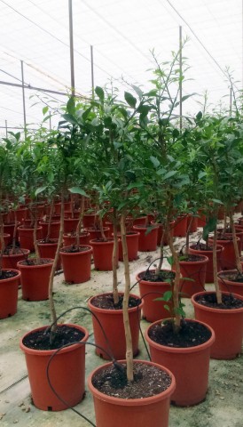 Limonero Yuzu (Citrus Junos) C-25 2