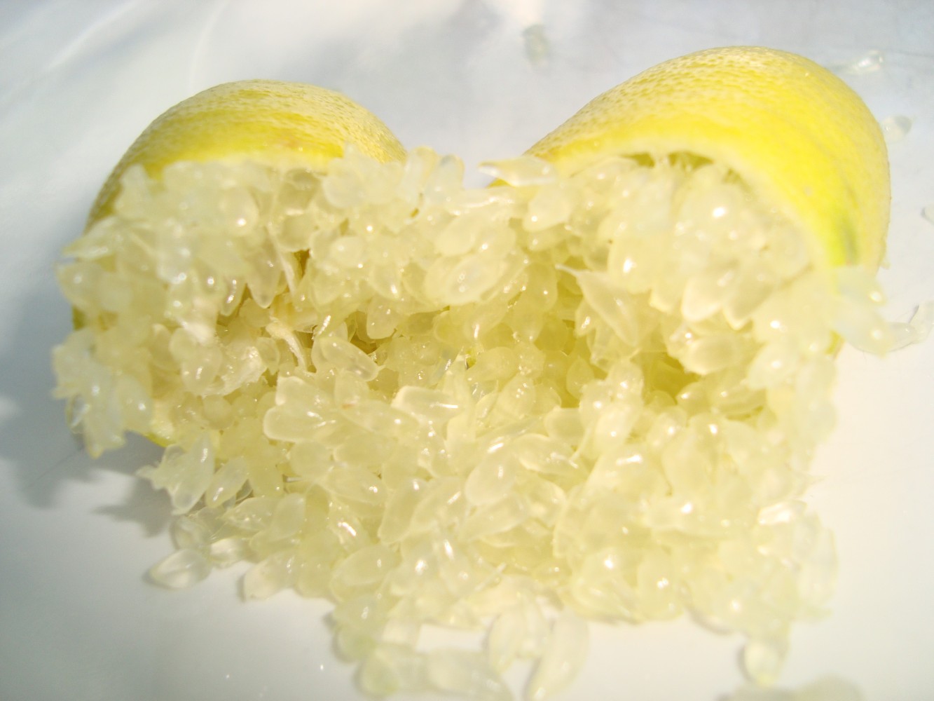 Limonero C. Caviar Faustrime C-25