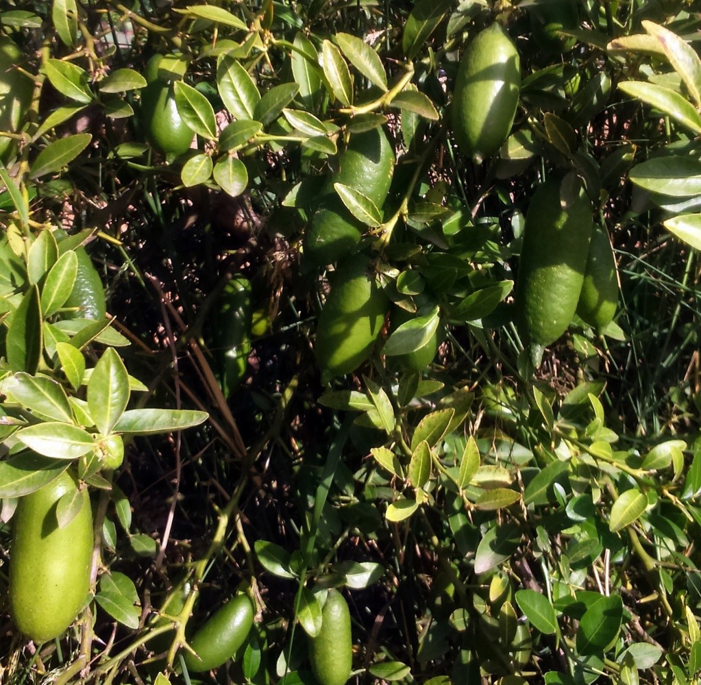 Limonero C. Caviar Faustrime C-25