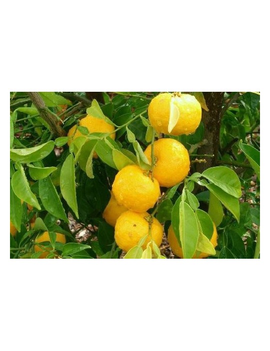 Limonero Yuzu (Citrus Junos) C-25