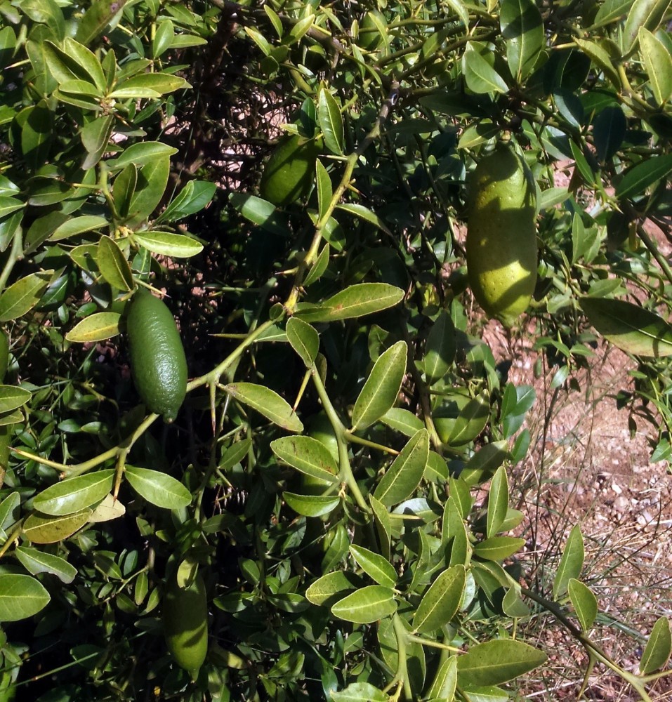 Limonero C. Caviar Faustrime C-25