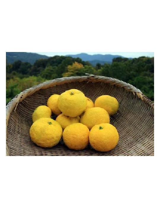 Limonero Yuzu (Citrus Junos) C-25