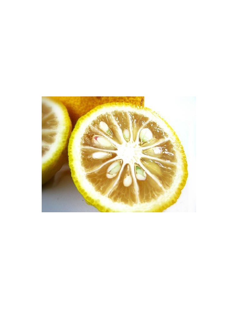 Limonero Yuzu (Citrus Junos) C-25