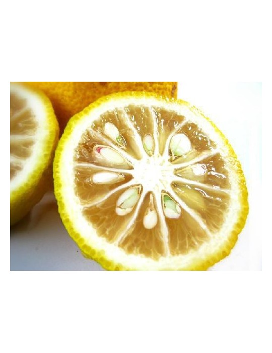 Limonero Yuzu (Citrus Junos) C-25