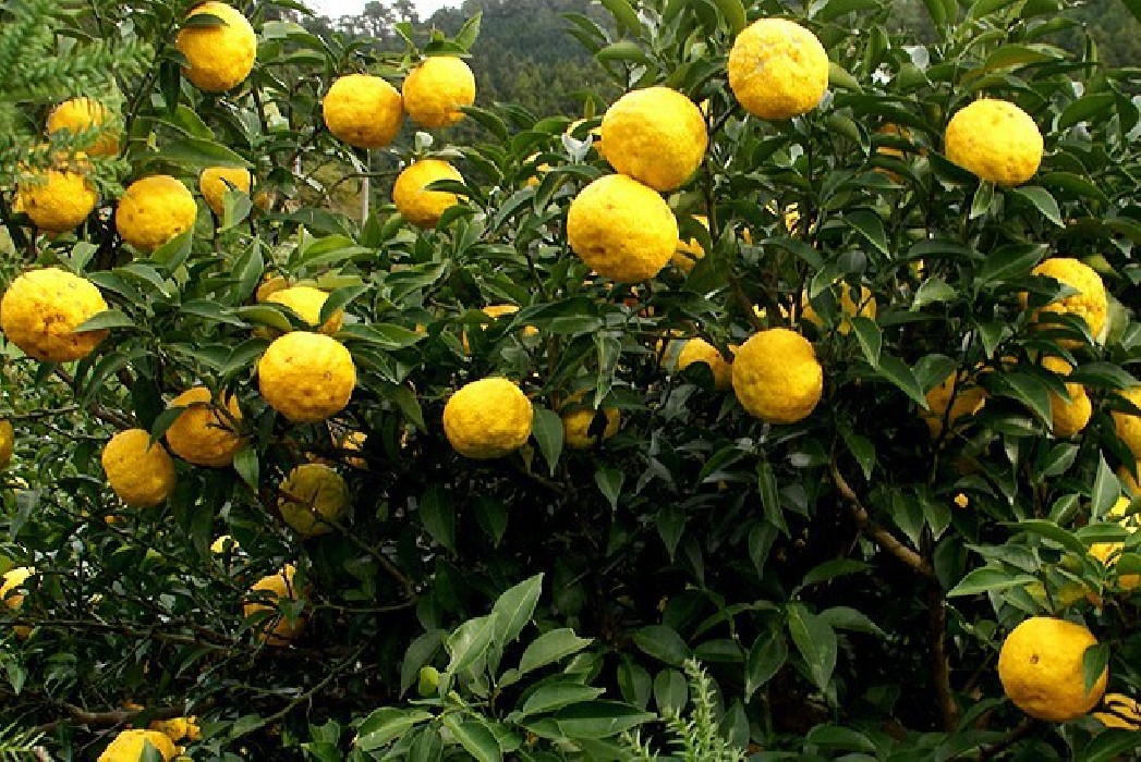 Limonero Yuzu (Citrus Junos) C-25