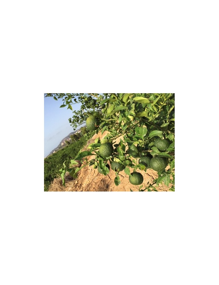 Limonero Yuzu (Citrus Junos) C-25