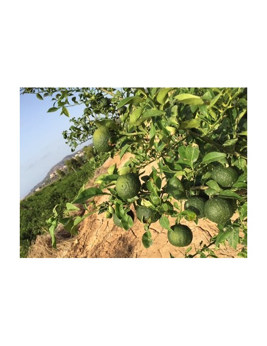 Limonero Yuzu (Citrus Junos) C-25