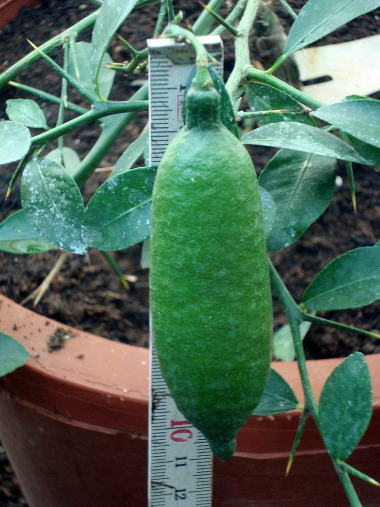 Limonero C. Caviar Faustrime C-25