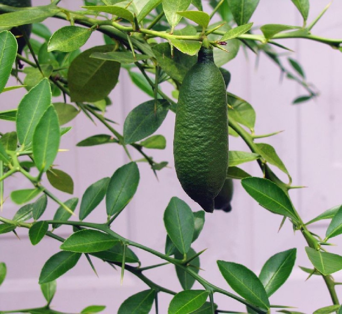 Limonero C. Caviar Faustrime C-25