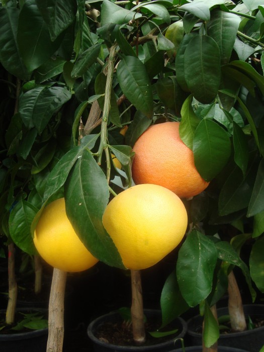 Pumelo.Pummelo.Citrus Maxima C-25
